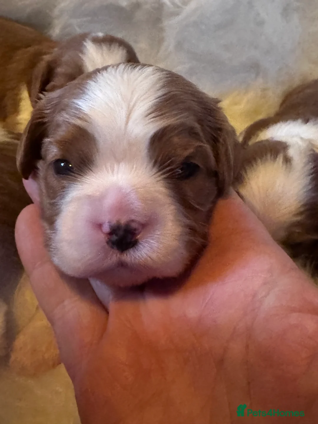 Cavalier King Charles Spaniel dogs for sale: Cavalier King Charles KC reg DNA 5* home breed - Advert 29