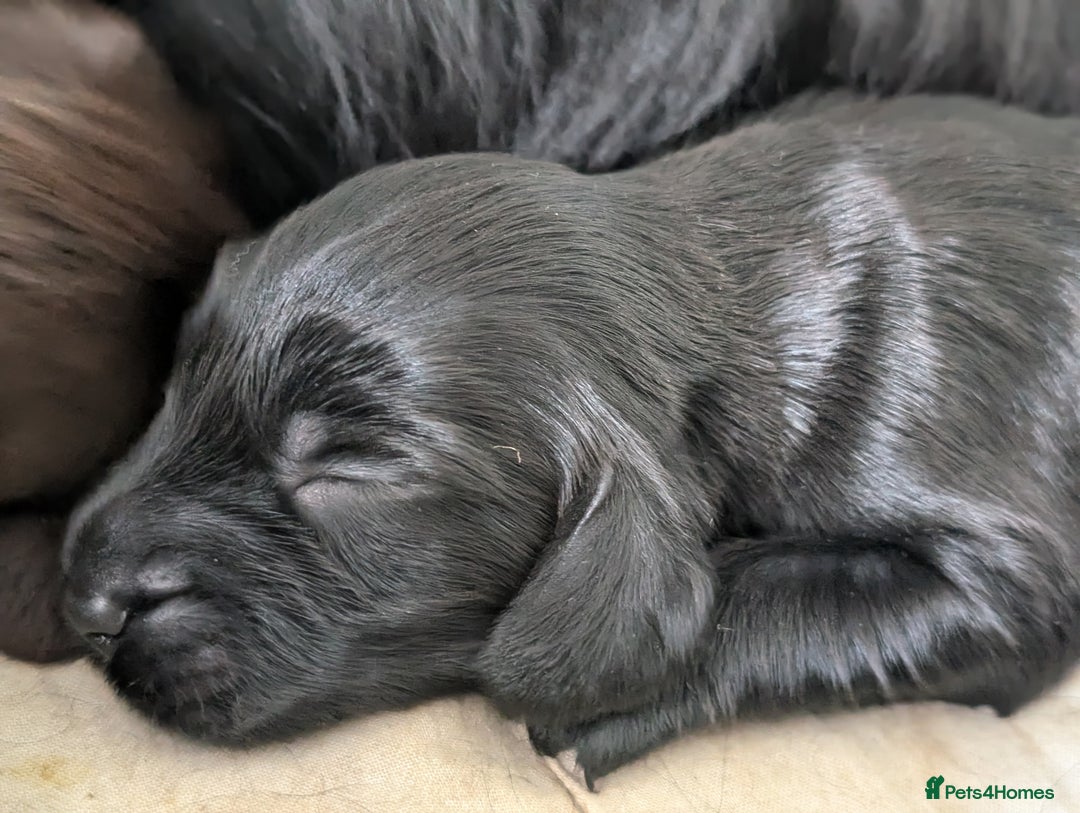 Field Spaniel dogs for sale: Rare and vulnerable Field Spaniel puppies LAST FEW - Image 1