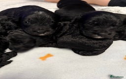 Bernedoodle dogs for sale: Bernedoodle puppies  - Image 9