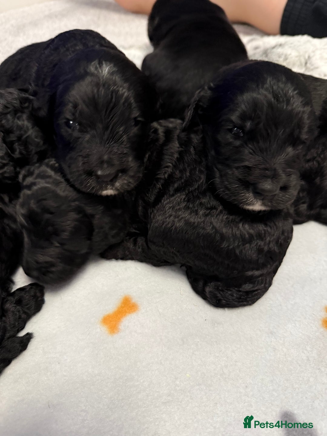 Bernedoodle dogs for sale: Bernedoodle puppies  - Image 9