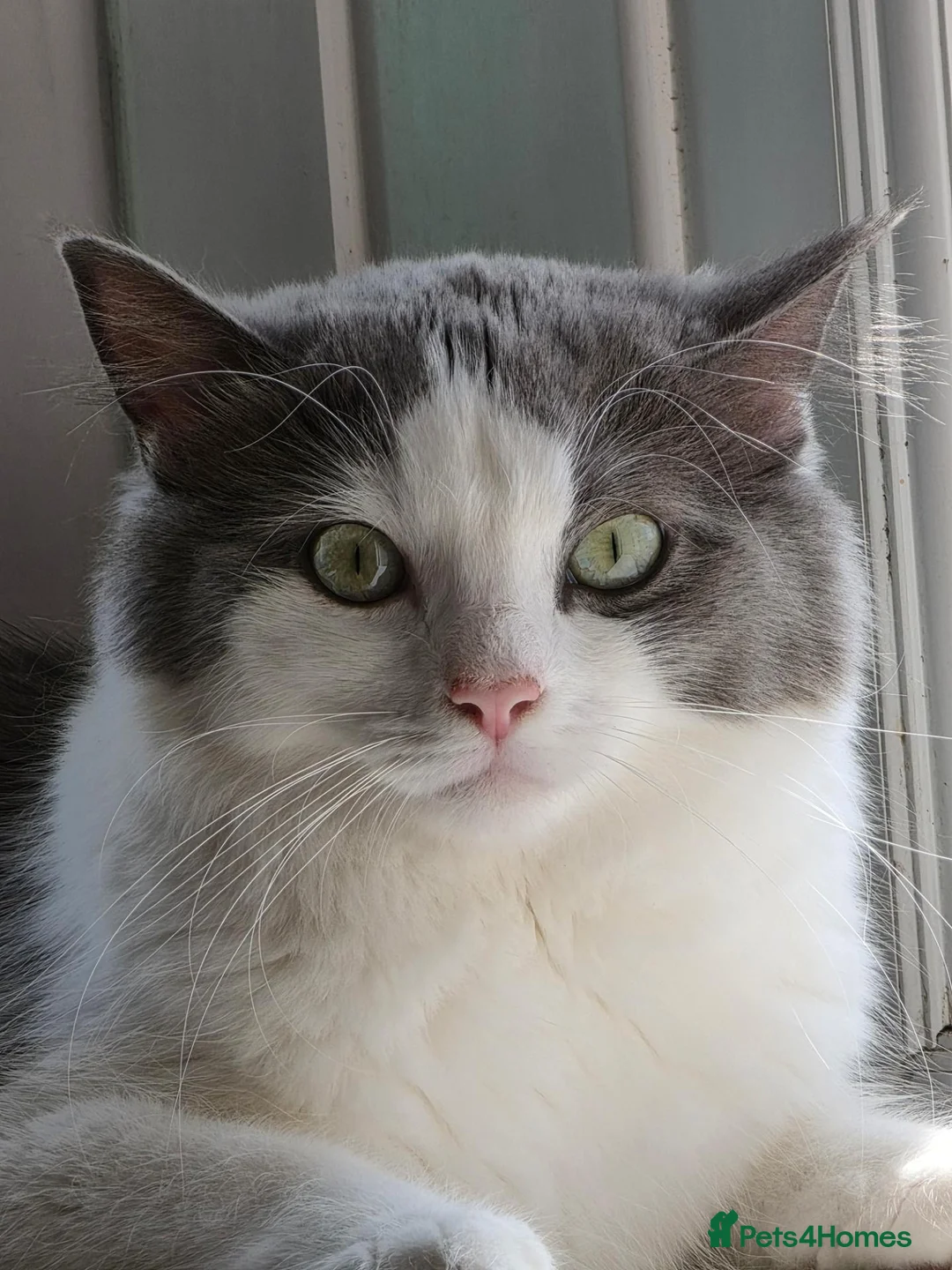 Mixed Breed cats for sale: Bengal x Ragdoll kitten  in Cardiff - Advert 1