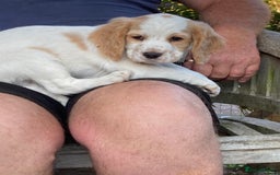 Cocker Spaniel dogs for sale: Cocker Spaniels, working type, KC reg, DNA clear - Image 22