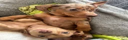 Miniature Dachshund dogs for sale: Gorgeous Trio of Mini Dachshunds in Portsmouth - Advert 3