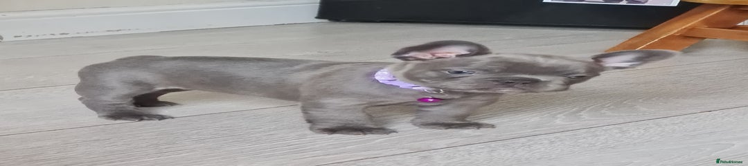 Bellatrix