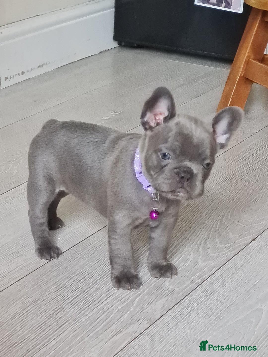 French Bulldog dogs for sale: French bulldog pups  - Image 8