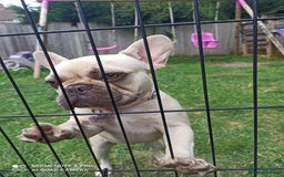 French Bulldog dogs for sale: Female french bulldog  - Image 1