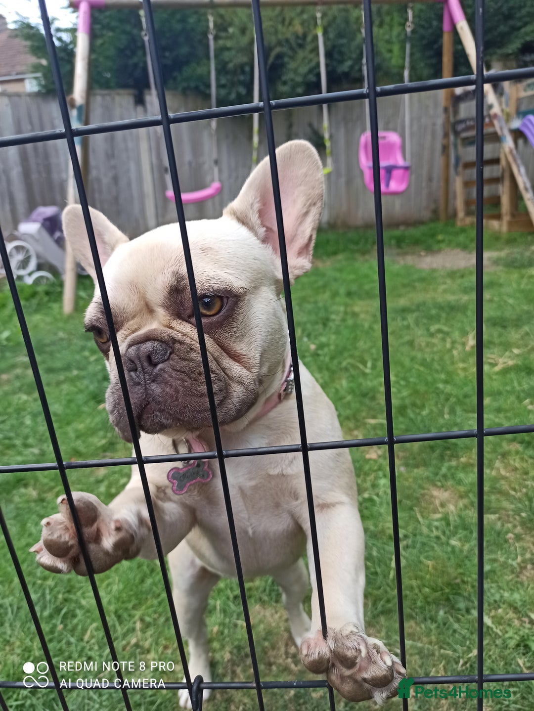 French Bulldog dogs for sale: Female french bulldog  - Image 1