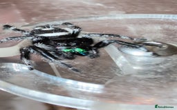 Spiders invertebrates for sale: SOLD. Phidippus Regius Male jumping spider  - Image 1