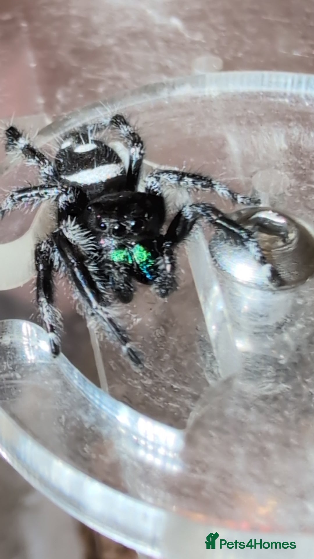 Spiders invertebrates for sale: SOLD. Phidippus Regius Male jumping spider  - Image 1