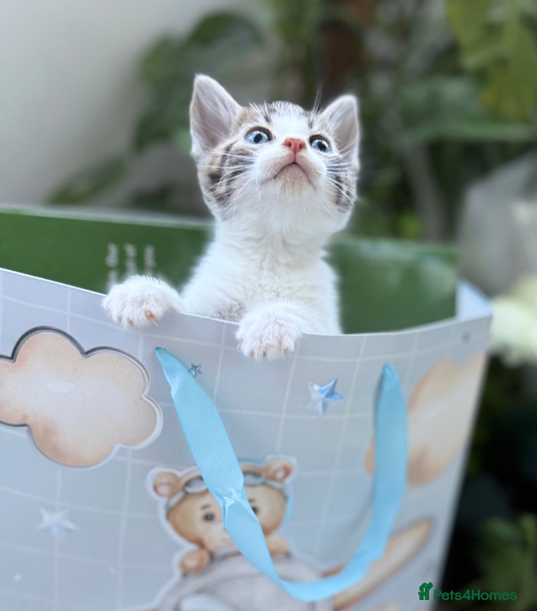 Mixed Breed cats for sale: Beautiful Mixed Breed kittens (plz see description - Image 11