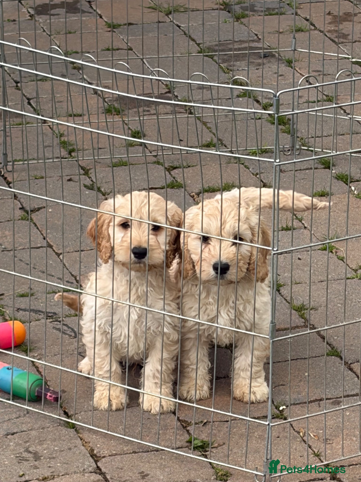 Cockapoo dogs Last boy Cockapoo F1 puppies for sale 🐶💙 - Advert 2
