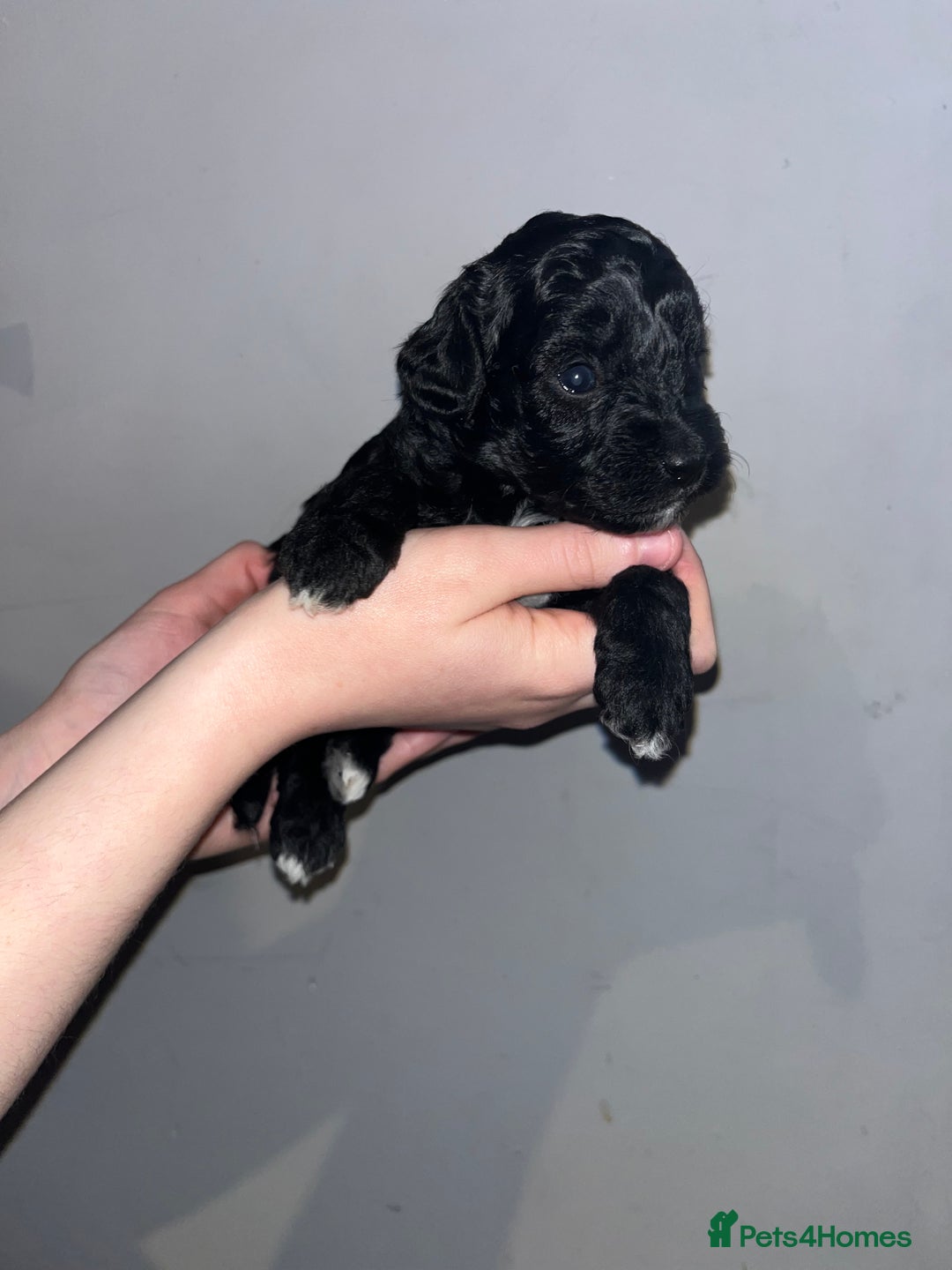 Mixed Breed dogs for sale: Cavapoochon puppies - Advert 3