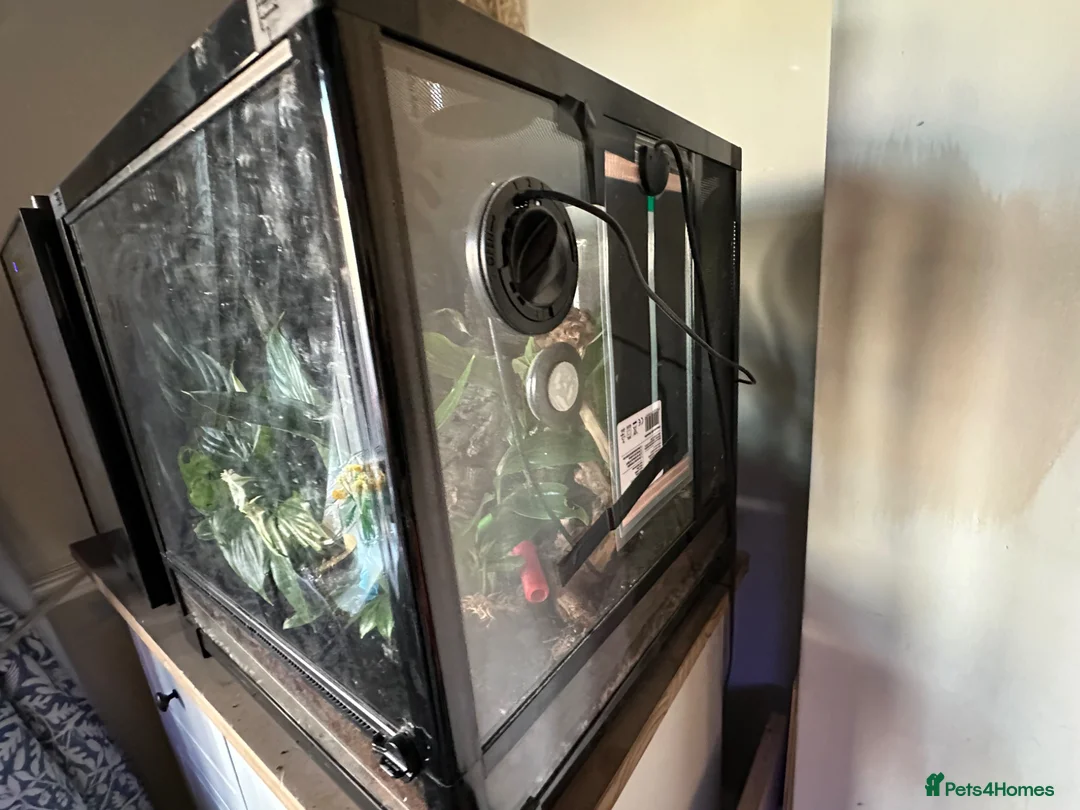 Gecko reptiles for sale: Mourning geckos with enclosure  - Advert 4