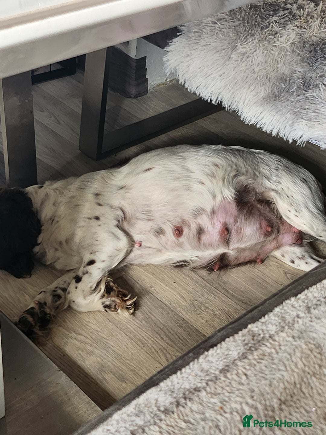 Cocker Spaniel dogs for sale: 7 pups for sale - Image 2