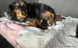 Dachshund dogs for sale: Stunning long haired miniature daxi puppies    - Image 12