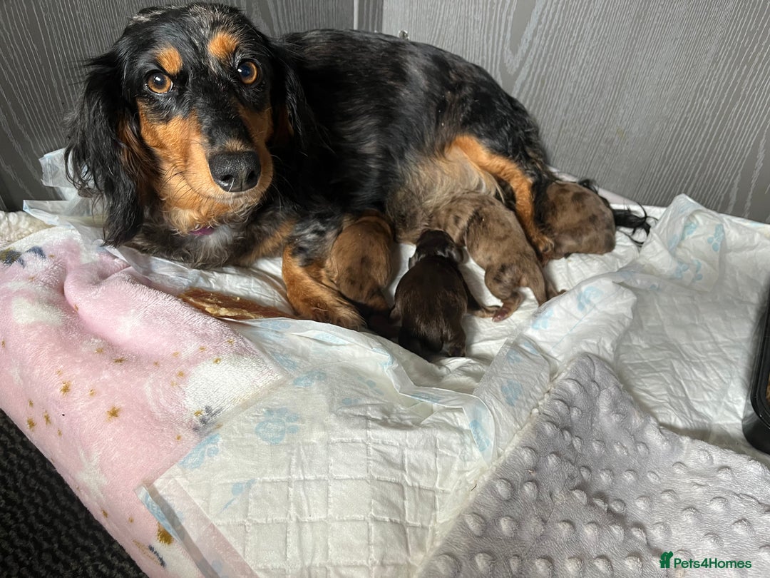 Dachshund dogs for sale: Stunning long haired miniature daxi puppies    - Image 12