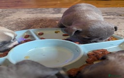 French Bulldog dogs for sale:  🐶 Adorable French Bulldog Puppies December! 🐶 - Image 1