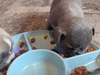 French Bulldog dogs - Advert 1
