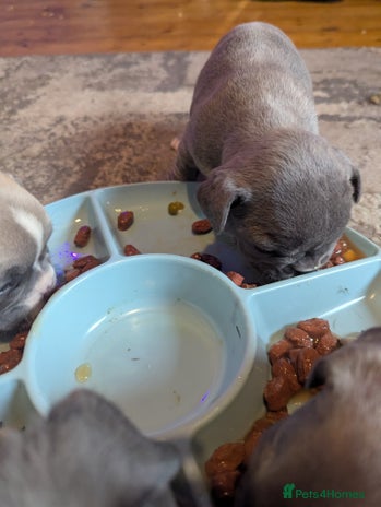French Bulldog dogs - Advert 1