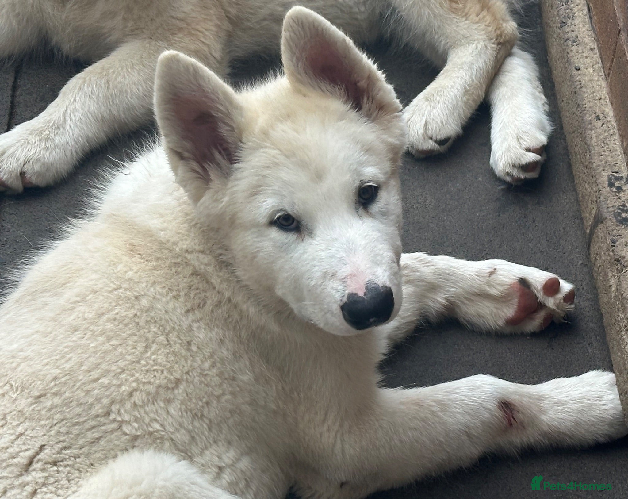 Alaskan Malamute dogs Beauties looking for their Beast - Advert 1