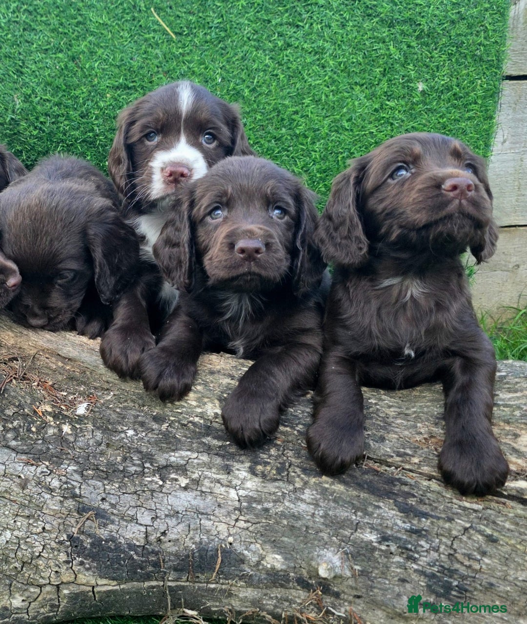 Cocker Spaniel dogs for sale: WORKING dna clear cocker spaniels  - Image 18
