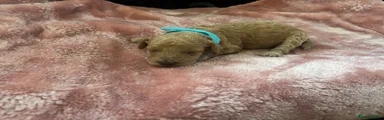 Miniature Poodle Puppy 3