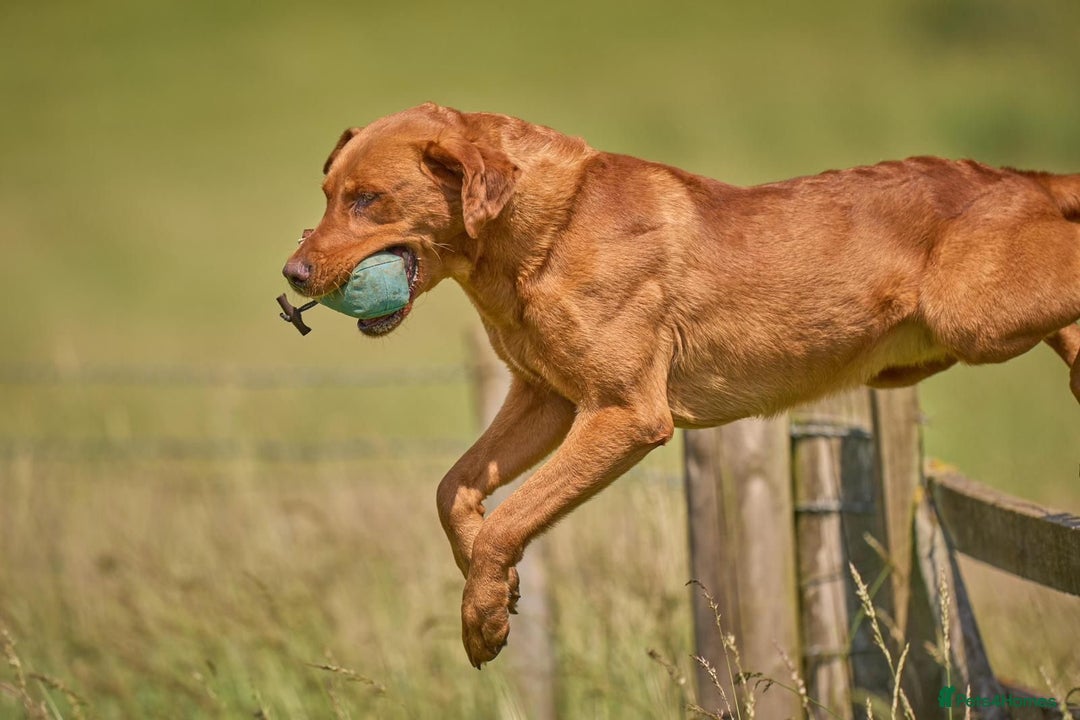 Labrador Retriever dogs for sale: KC REGISTERED FOX RED LABRADOR PUPPYS DUE SOON  - Image 15