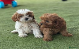 Cavapoo dogs for sale: 2 cavapoo puppies ready for there new homes  - Image 5
