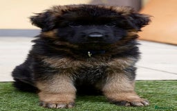 German Shepherd dogs for sale: 💥Champion🩸line KC Reg GermanShepherd puppy’s GSD - Image 33