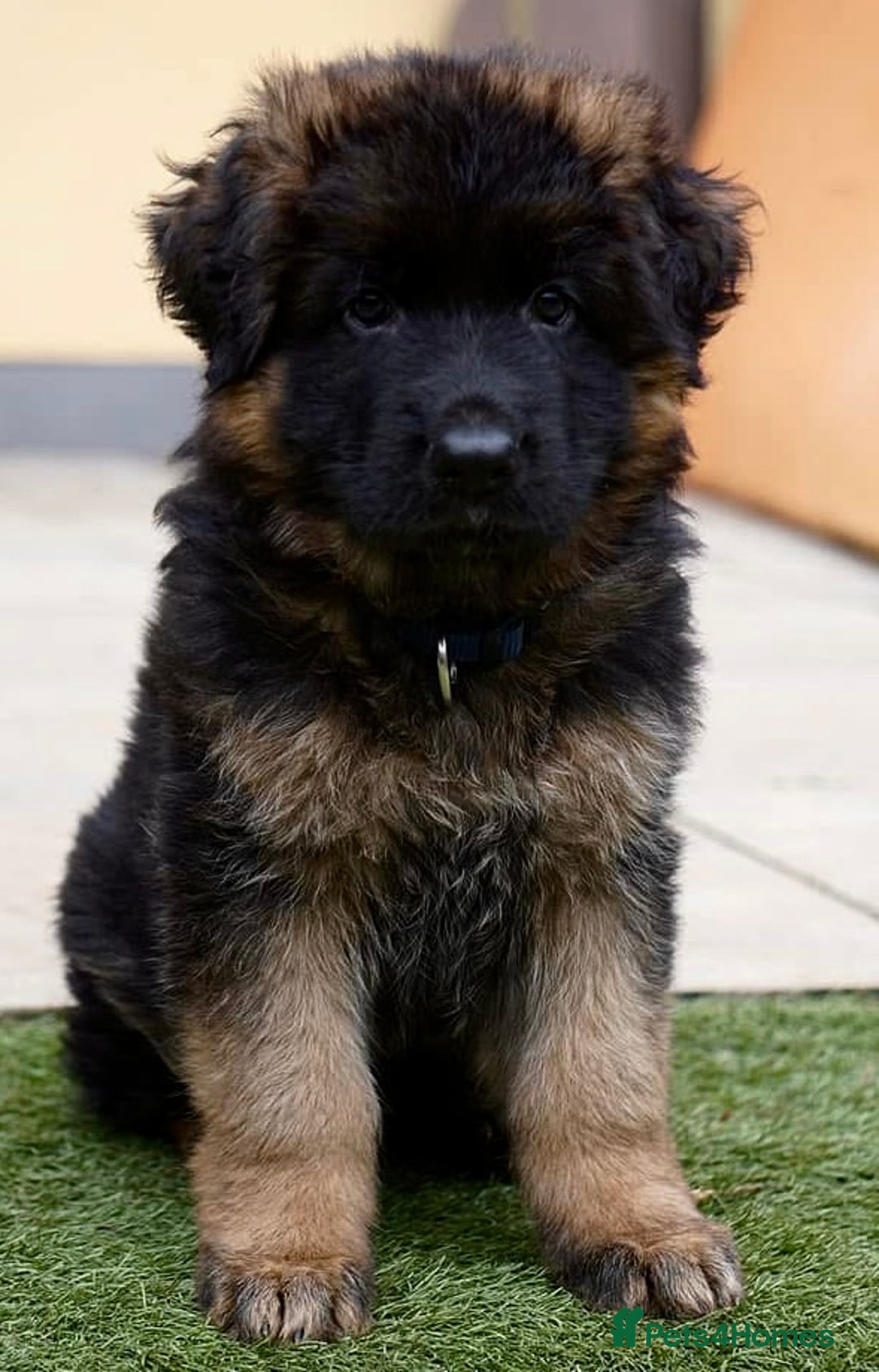 German Shepherd dogs for sale: 💥Champion🩸line KC Reg GermanShepherd puppy’s GSD - Image 33