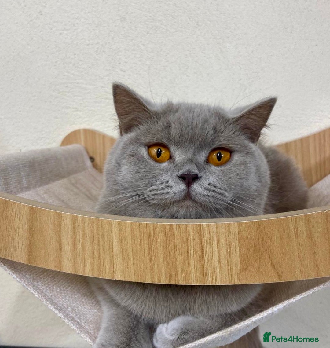 British Shorthair cats for sale: LILAC BSH GIRL LOOKING FOREVER HOME!!! 🐾😻 - Advert 1
