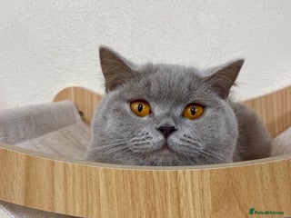 British Shorthair cats LILAC BSH GIRL LOOKING FOREVER HOME!!! 🐾😻 - Advert 1