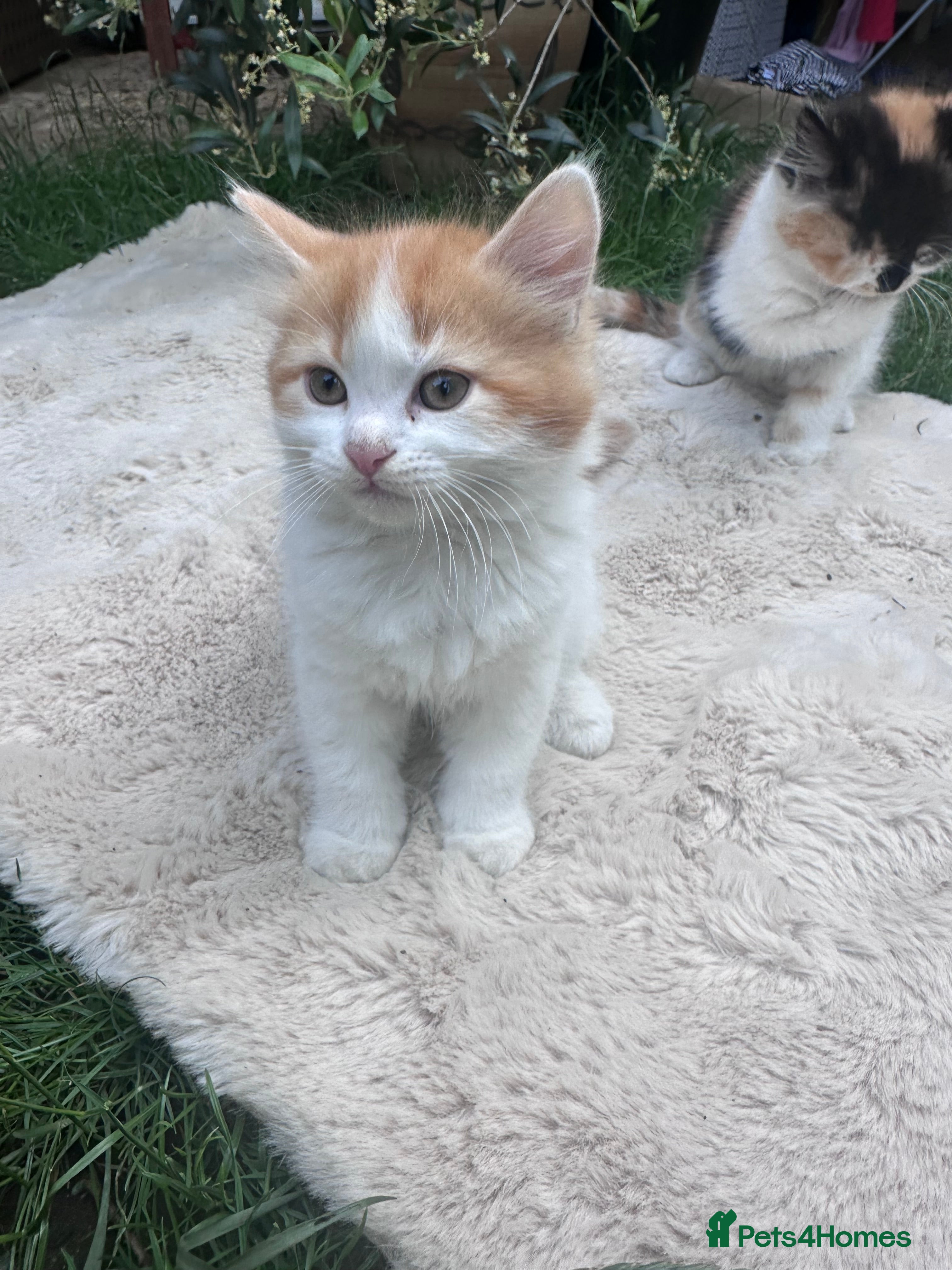Mixed Breed cats Adorable kittens looking for their forever homes - Advert 2