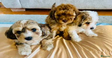 Cavapoochon dogs - Advert 10