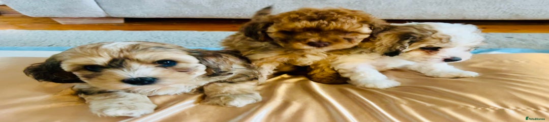Cavapoochon Puppy.  Nutella
