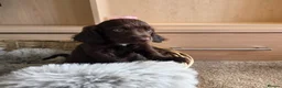 Cocker Spaniel dogs for sale: Working Type Cocker Spaniels - Advert 25