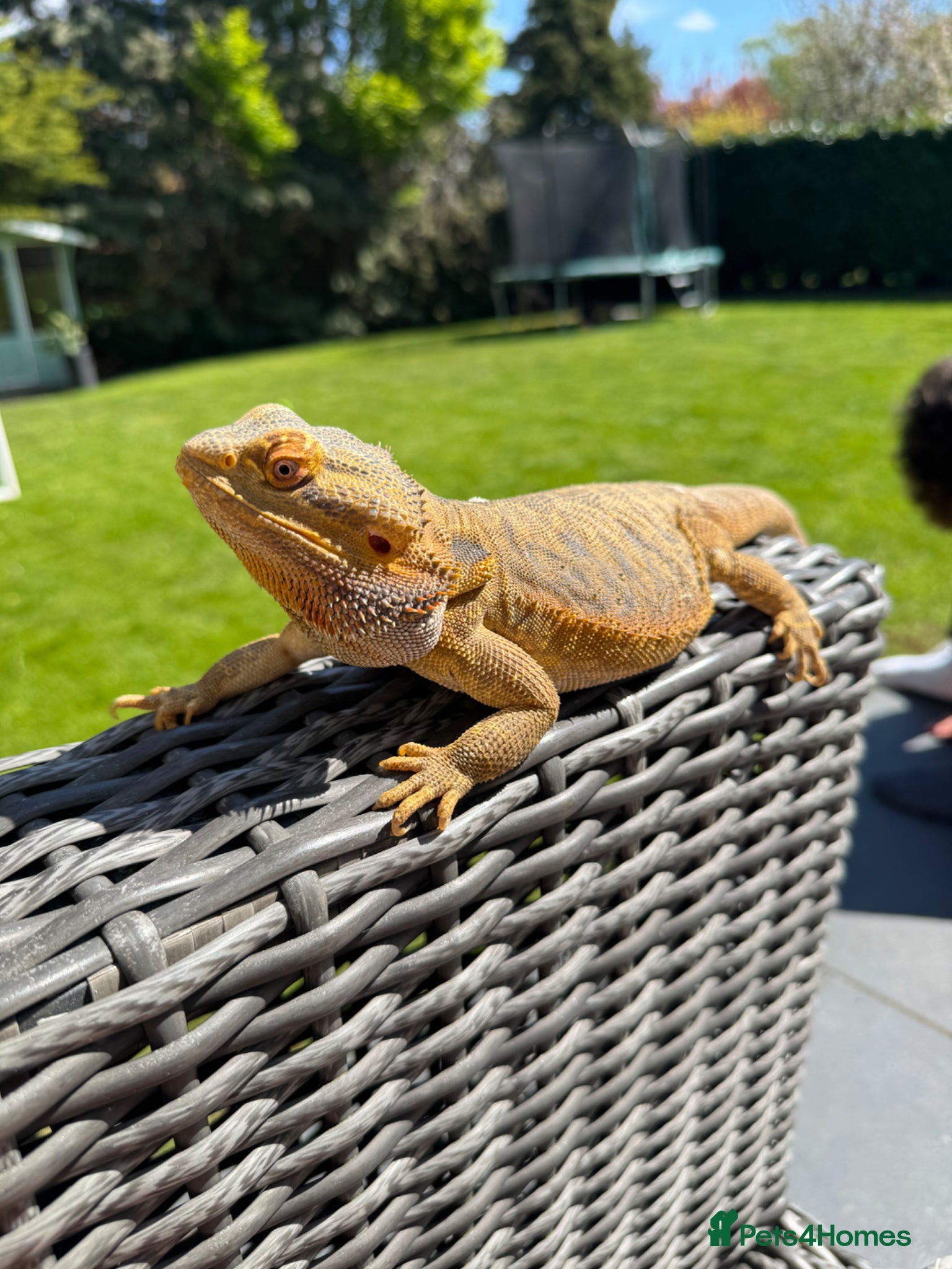Bearded Dragon reptiles Rehoming a Gorgeous Bearded Dragon - Advert 1