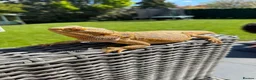 Bearded Dragon reptiles for sale: Rehoming a Gorgeous Bearded Dragon in Ashtead - Advert 1