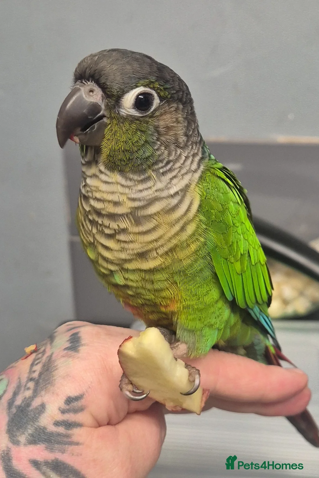Conures birds for sale: Green Cheek Conure - Advert 2