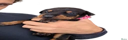 Dobermann dogs for sale: Female Doberman - Advert 2