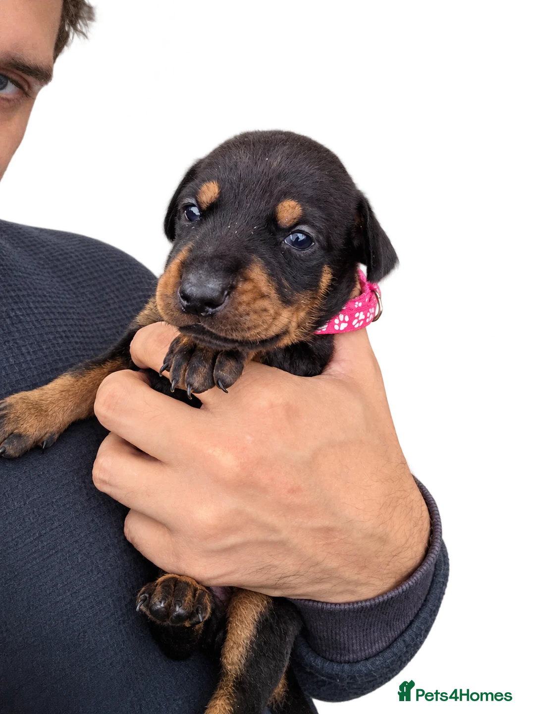 Dobermann dogs for sale: Female Doberman - Advert 2