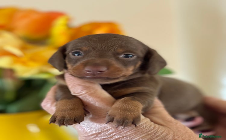 Miniature Dachshund dogs - Advert 3