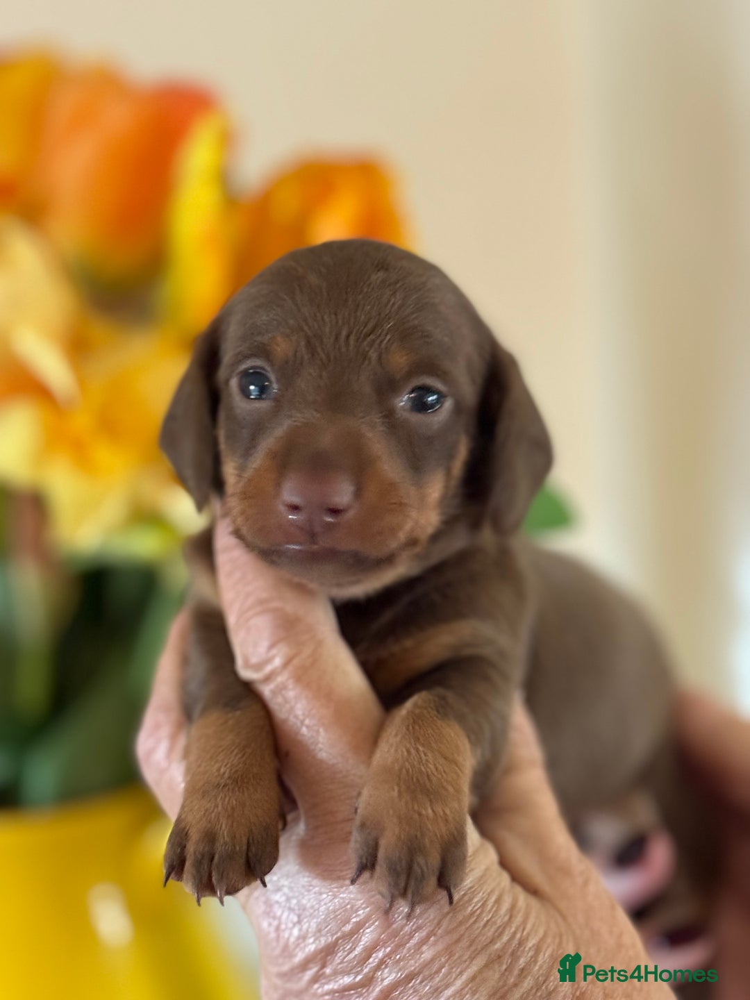 Miniature Dachshund dogs for sale: BEAUTIFUL MINIATURE DACHSHUND DAPPLE FEMALE K.C - Image 4