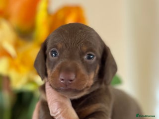 Miniature Dachshund dogs - Advert 4