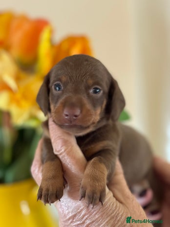 Miniature Dachshund dogs - Advert 1