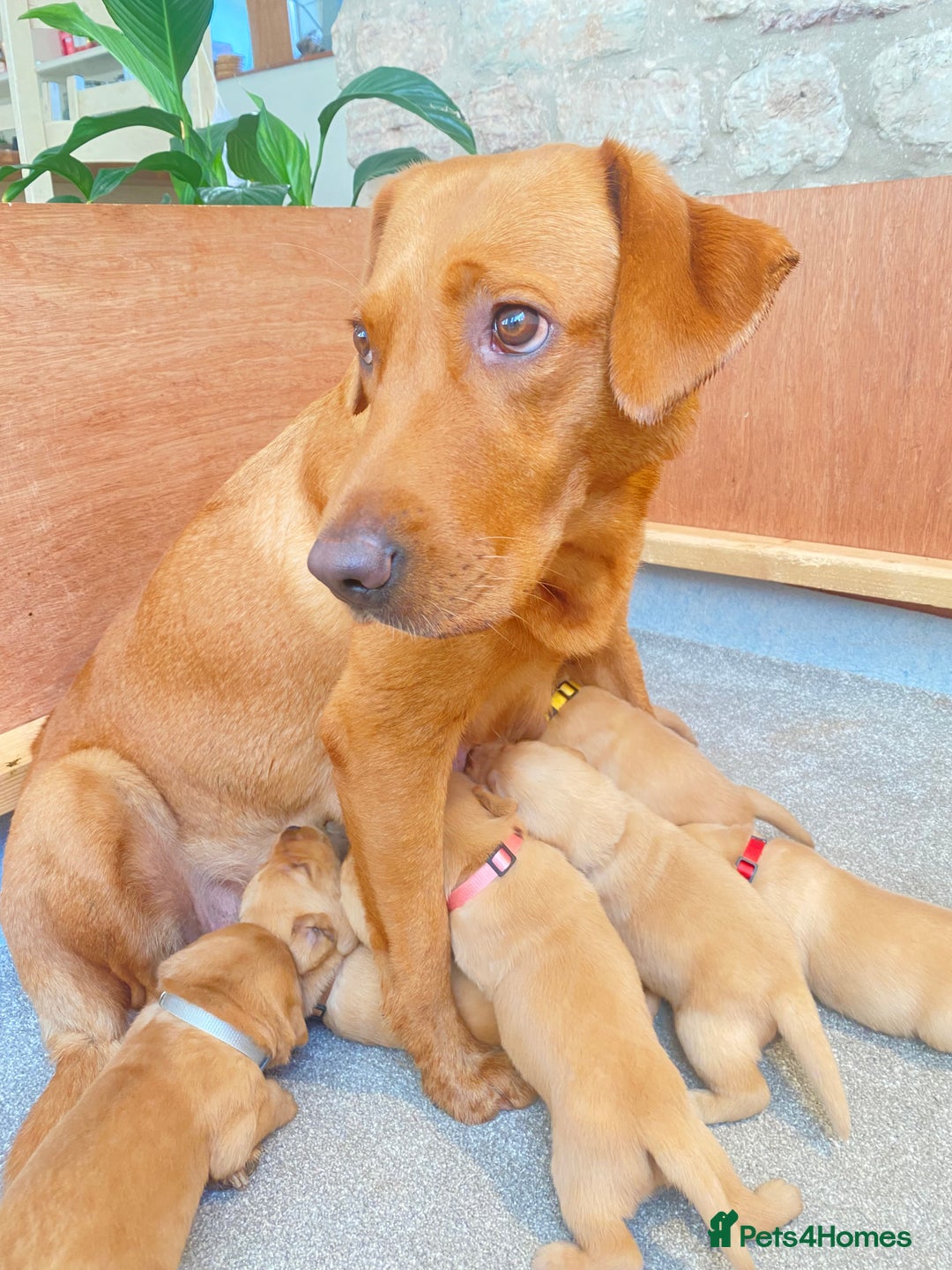 Labrador Retriever dogs for sale: DUE MID-JANUARY. Fox Red Labrador puppies.  - Advert 24