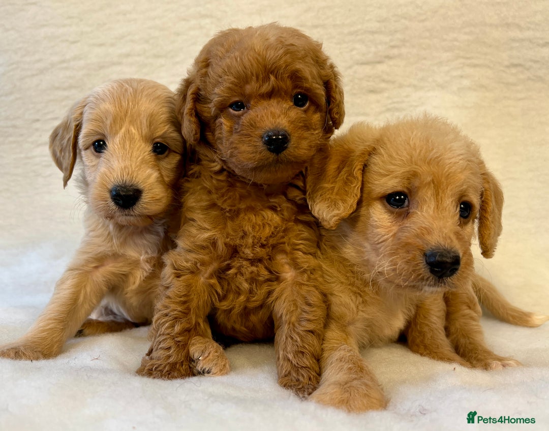 Labradoodle dogs for sale: Stunning F1b mini labradoodles  - Image 23