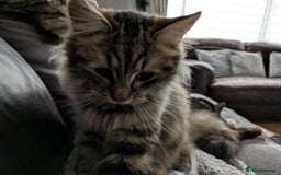 Mixed Breed cats for sale: Ragdoll Mix Kittens  - Image 2