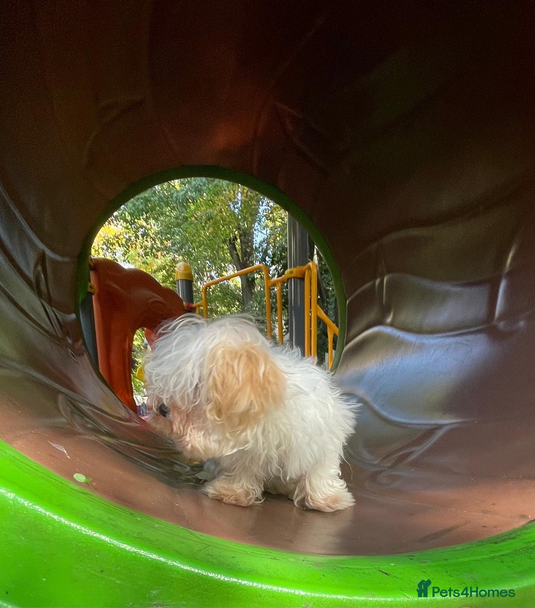 Maltipoo dogs for sale: Beautiful Korean Maltipoo Puppies–3 Girls &2 Boys  - Advert 25