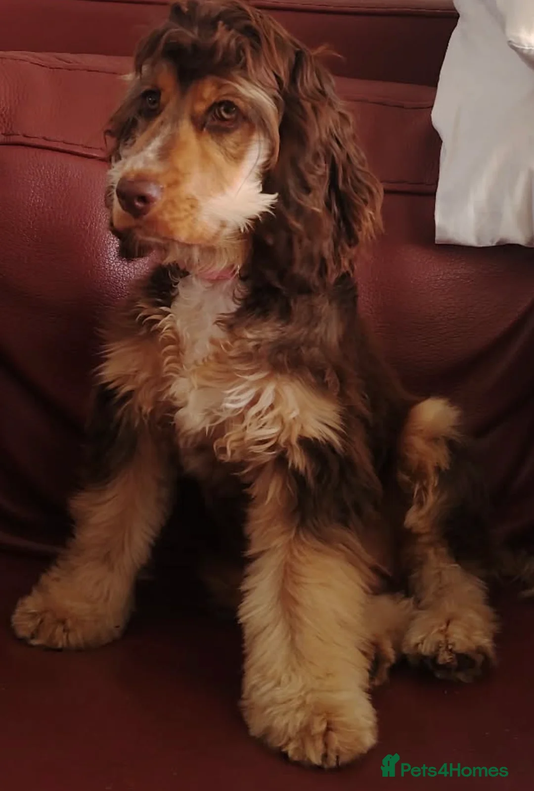 Cocker Spaniel dogs for sale: A beautiful 6 month pup looking for her new home - Advert 2